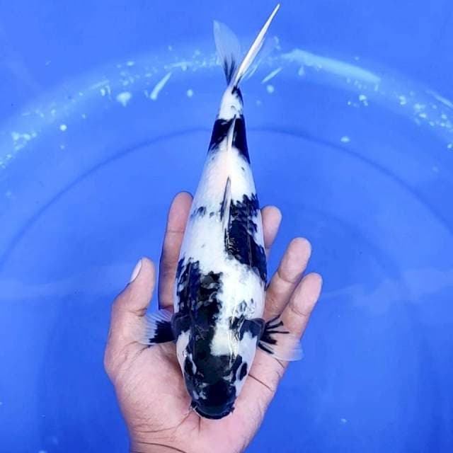 12. Shiro Motogoro || 27 cm