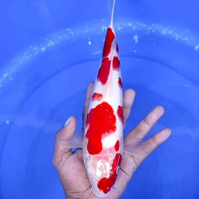 14. Kohaku Merah Strong || 30 cm
