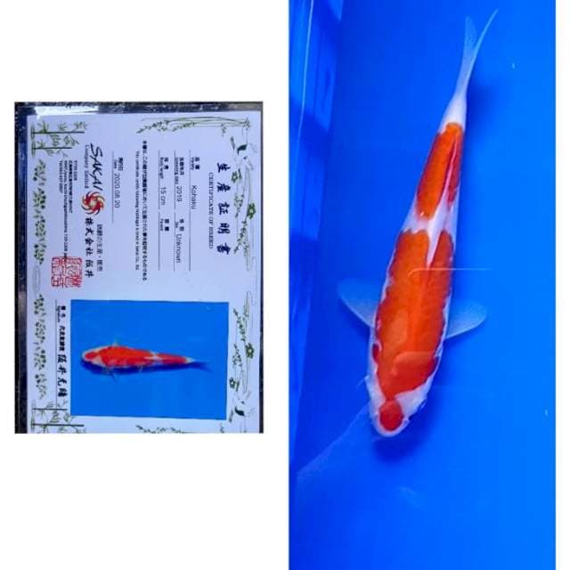 Kohaku Import Serti Sakai 20cm