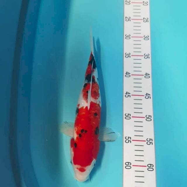 Sanke 34cm