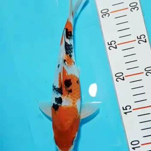Sanke ginrin 25cm