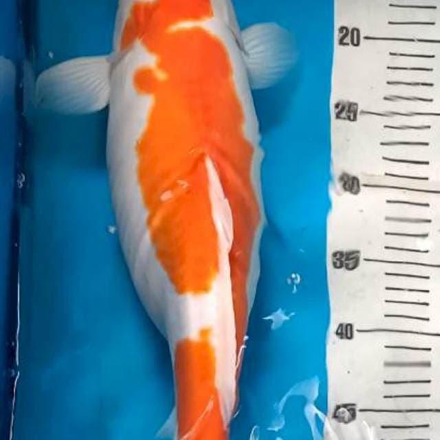 Kohaku doitsu murni ( siap pijah )