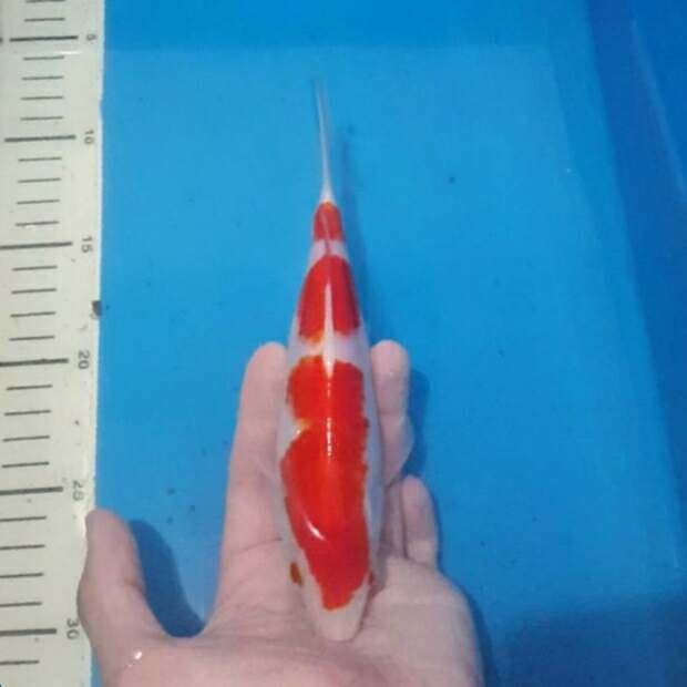 kohaku 3step sq merah