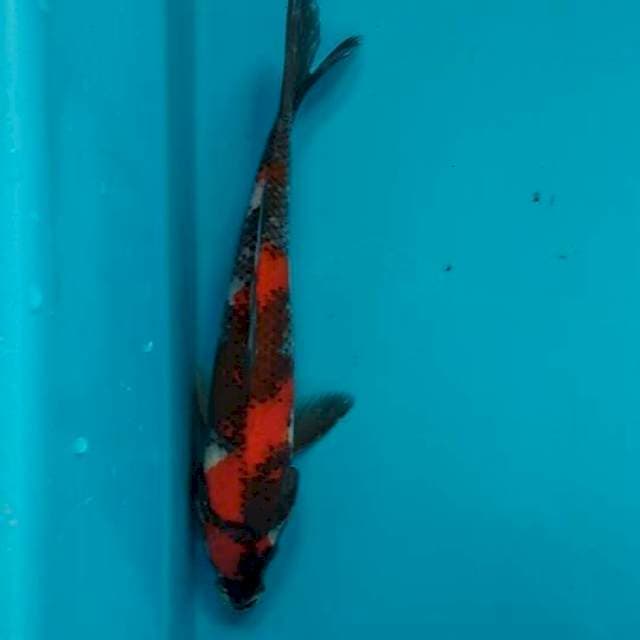Showa 25cm
