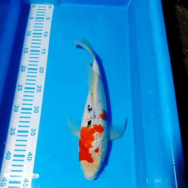 Kumpay sanke bulki 35cm