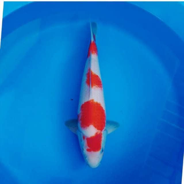 kohaku male 40up