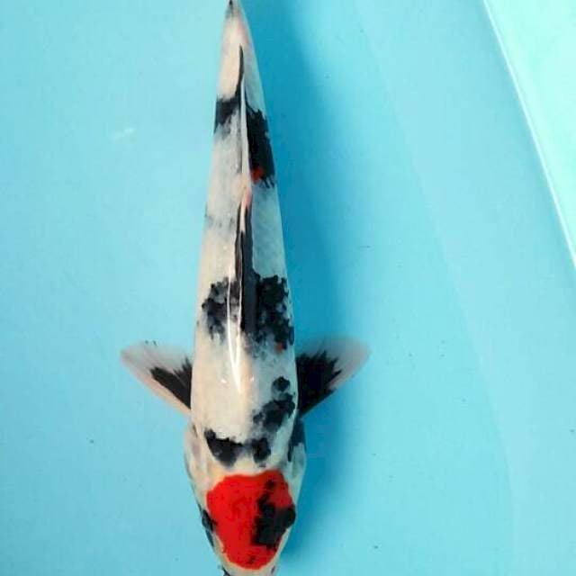 Tancho showa 30cm