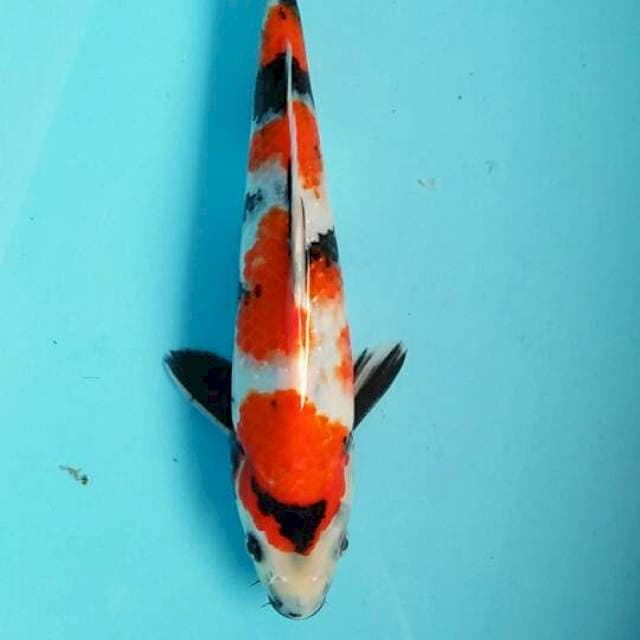 Showa 30cm