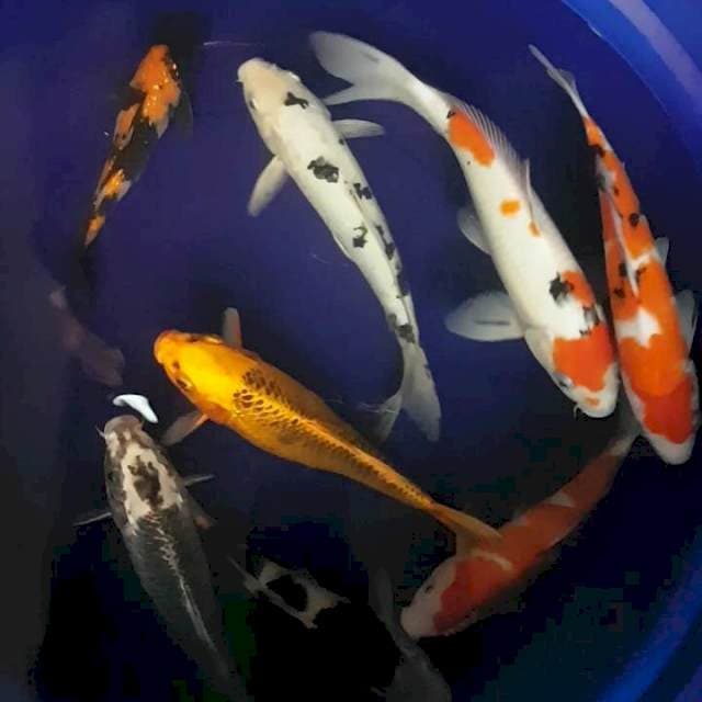 MIX KOI 20 - 28CM