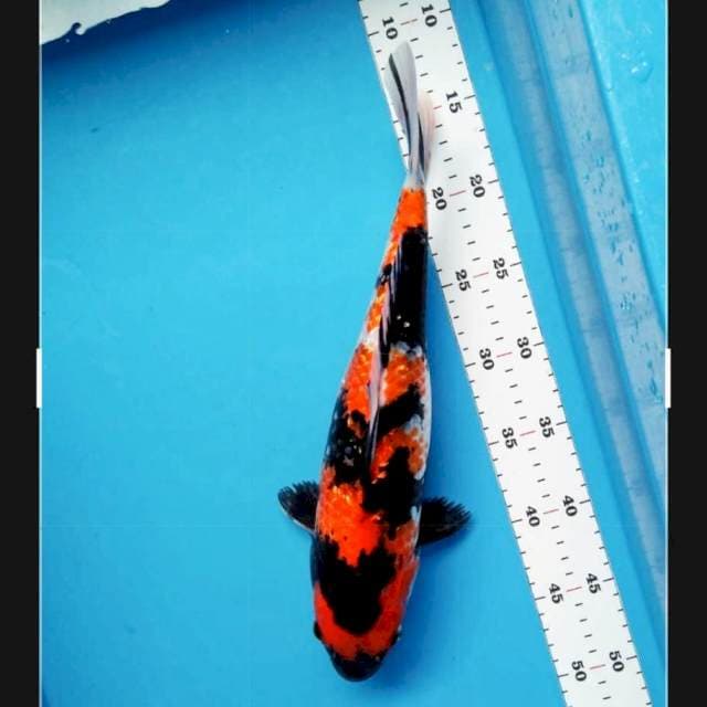 Hi showa ginrin 35cm