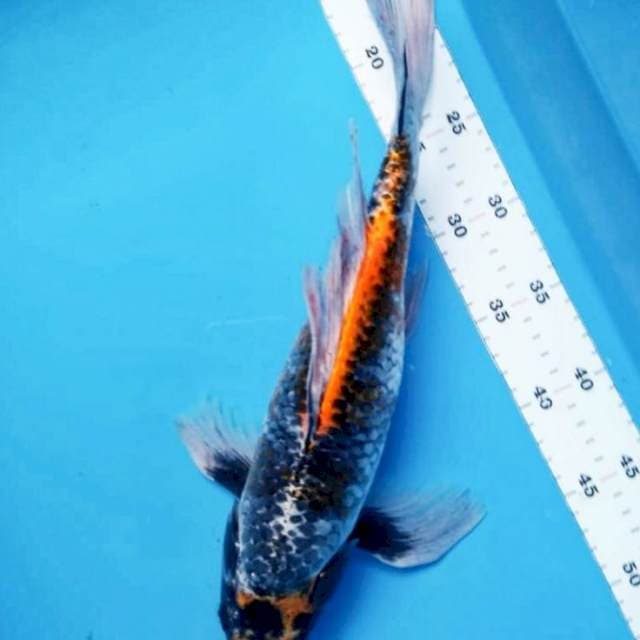 Kumpay kujaku 35cm