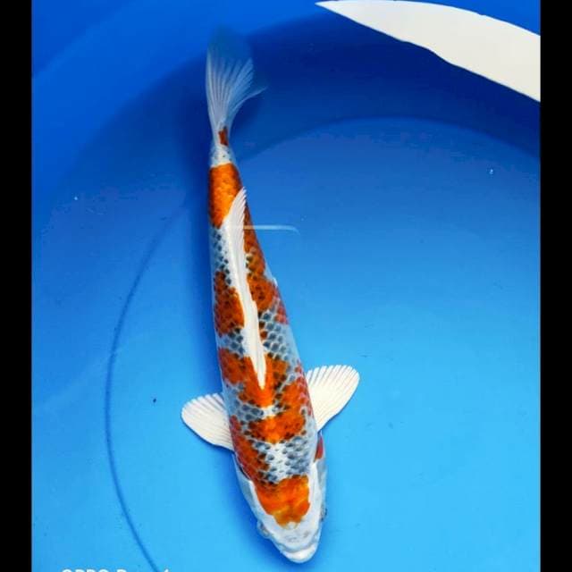 Kujaku strong 32cm male
