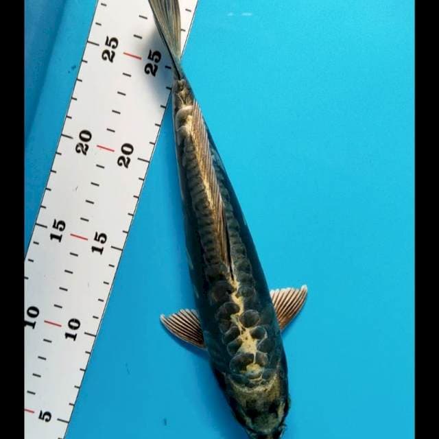 Antik kiko 27cm