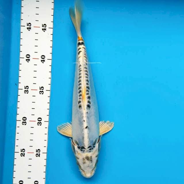 Antik 27cm