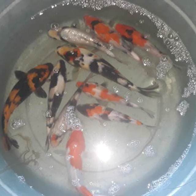 Mix koi(showa,utsuri,shiro) 40 ekor