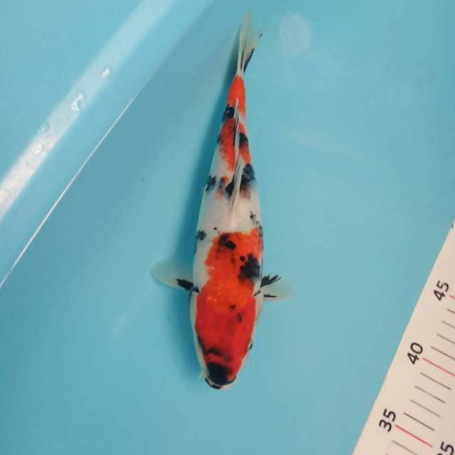 Showa 28cm