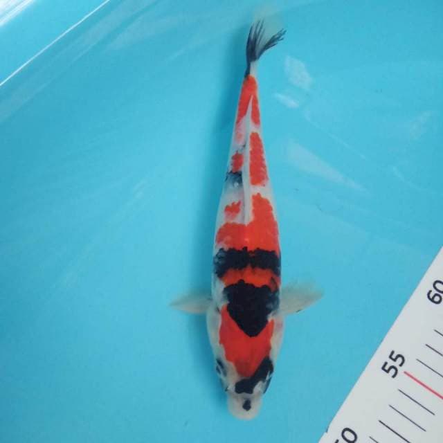 Showa 25cm