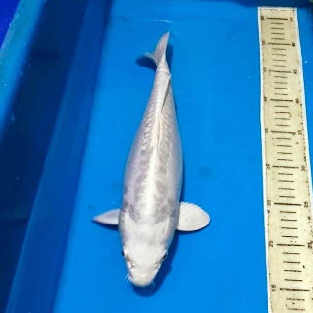 Platinum Jumbo sisik gajah