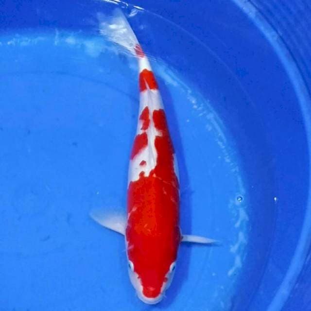 Kohaku merah jrengg
