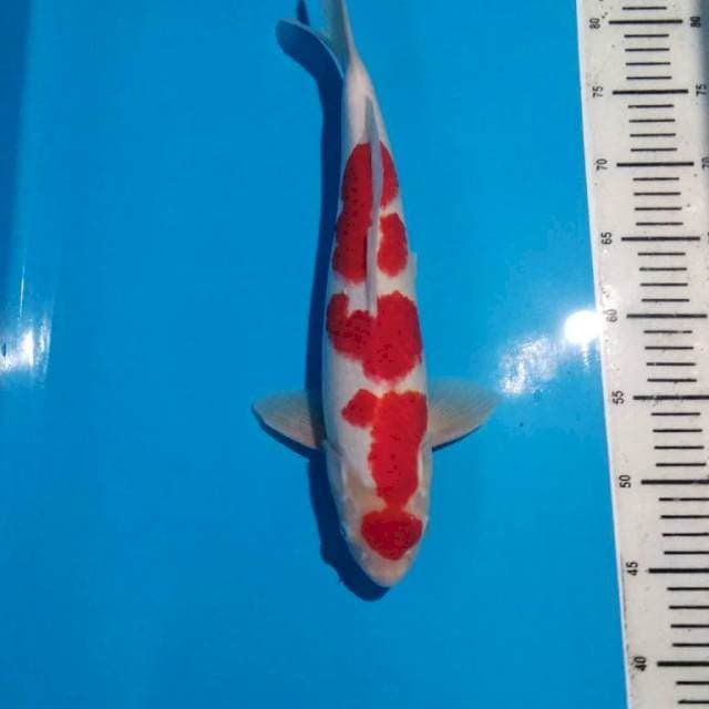 Maruten Kohaku 39cm Male
