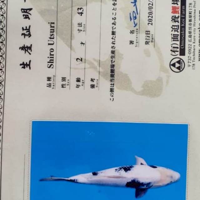 Shiro serty omasako