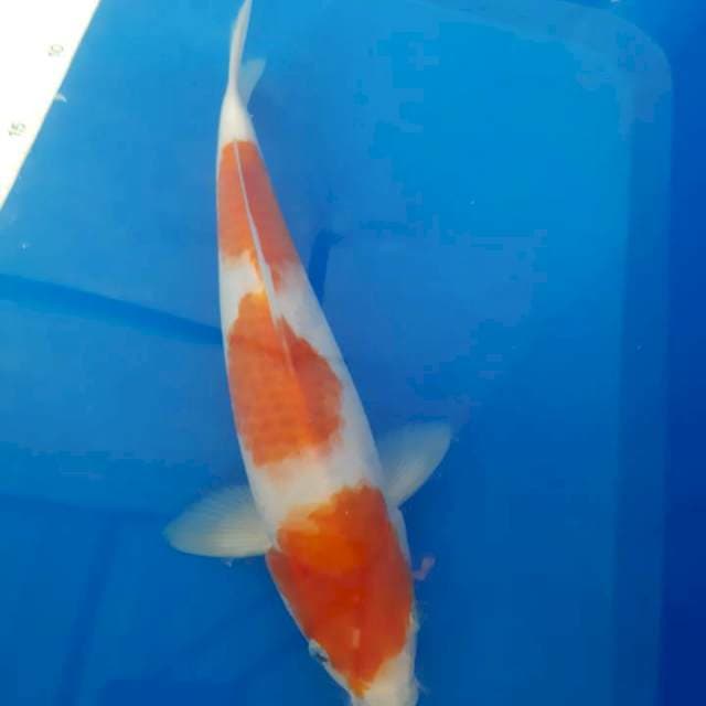 Sandan kohaku 31cm