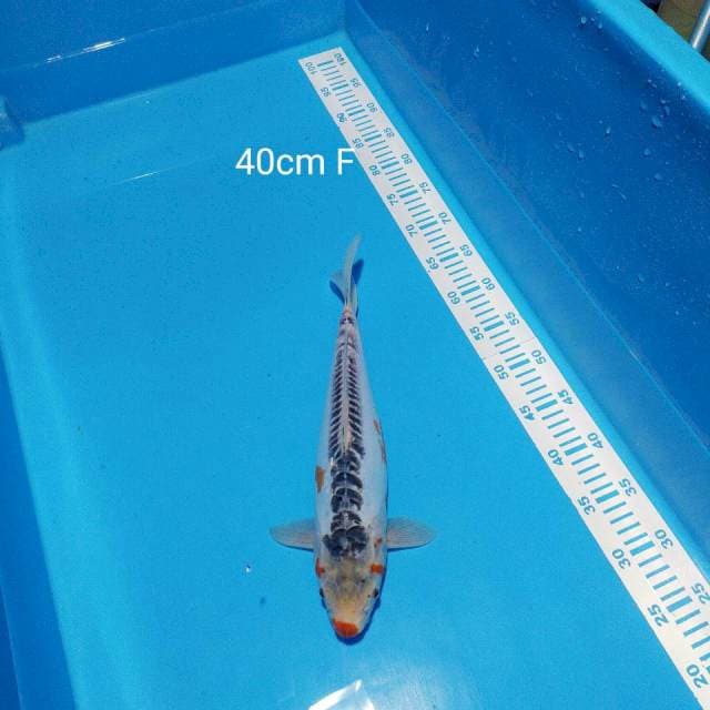 shushui 40cm