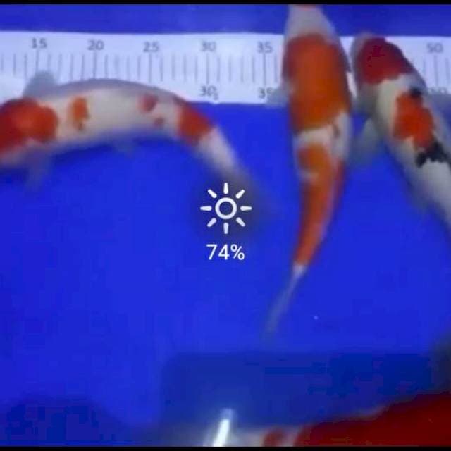 6ekr kohaku sanke 27_33cm