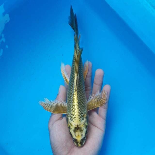 Mukashi gold male