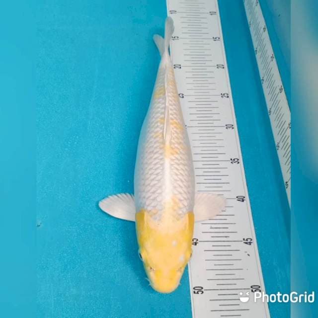 Haiwake mantap 36cm