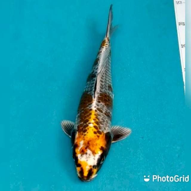 Gingga 29cm