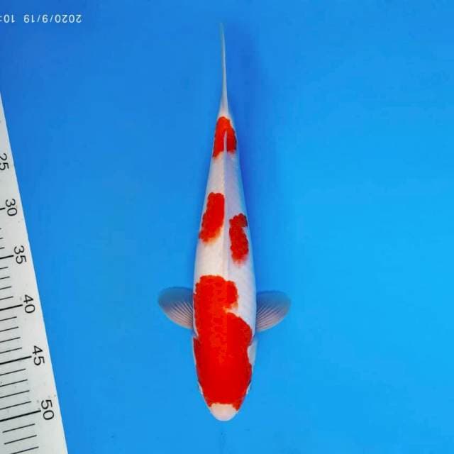 FURY 10 - KOHAKU ®