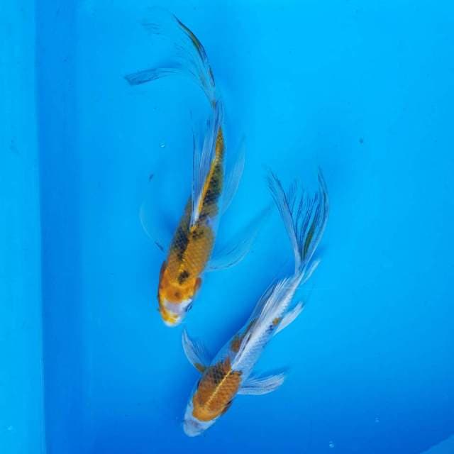 Sanke kuning hikari kumpai
