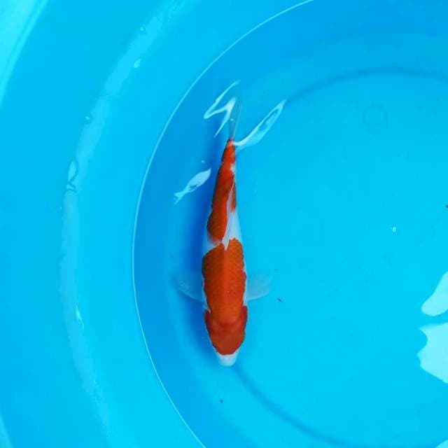 Kohaku 24cm