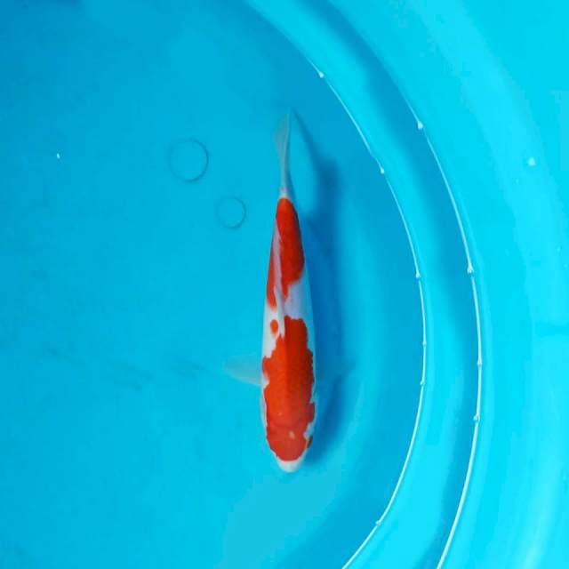 Kohaku 24cm