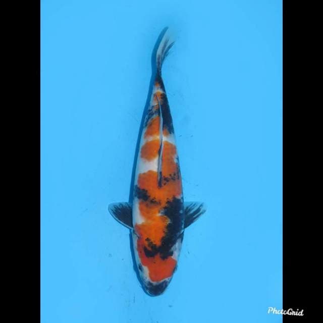 25cm , Jantan , Original Showa Tategoi Tosai