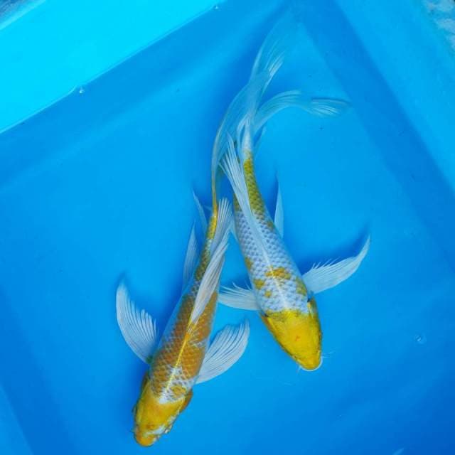 Kumpai hariwake