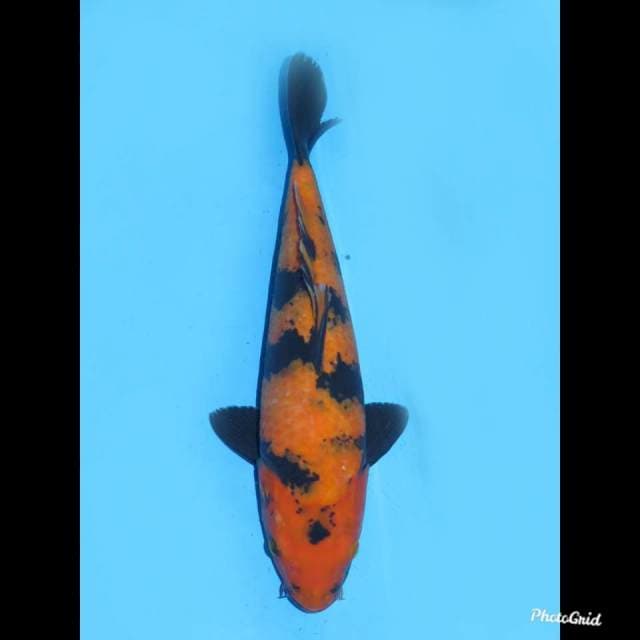 34cm , Betina , Hi Utsuri