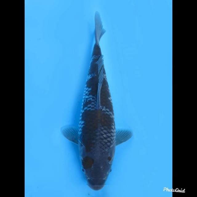 31cm , Jantan , Ochiba Orignal Pola