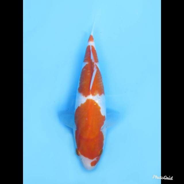 25cm , Jantan , Sandan Kohaku