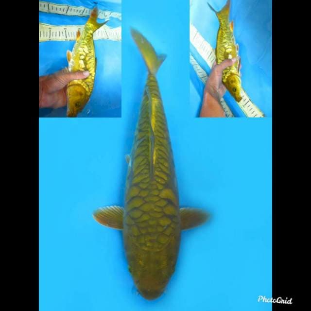 29cm , Jantan , Midorigoi Aragoke F1