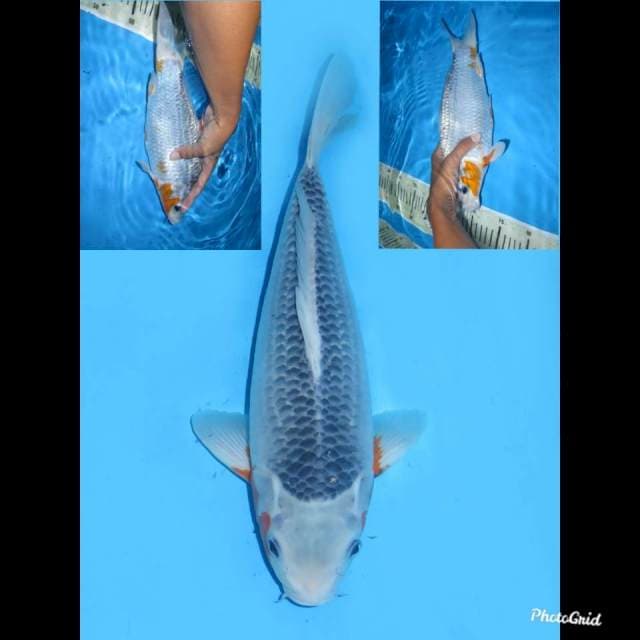 32cm ,Betina , Asagi Bulky