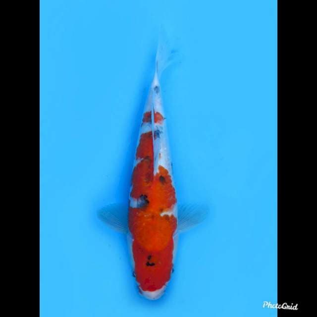 25cm ,Jantan ,F1 Sanke Tategoi