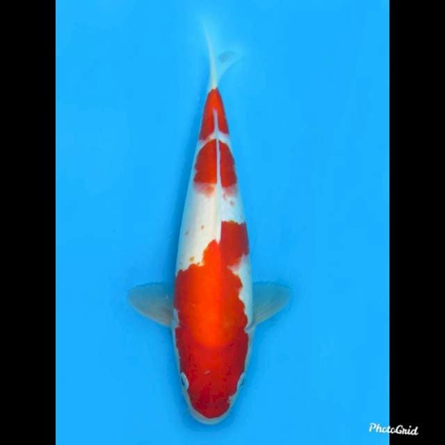 33cm ,, Jantan , Sandan Kohaku