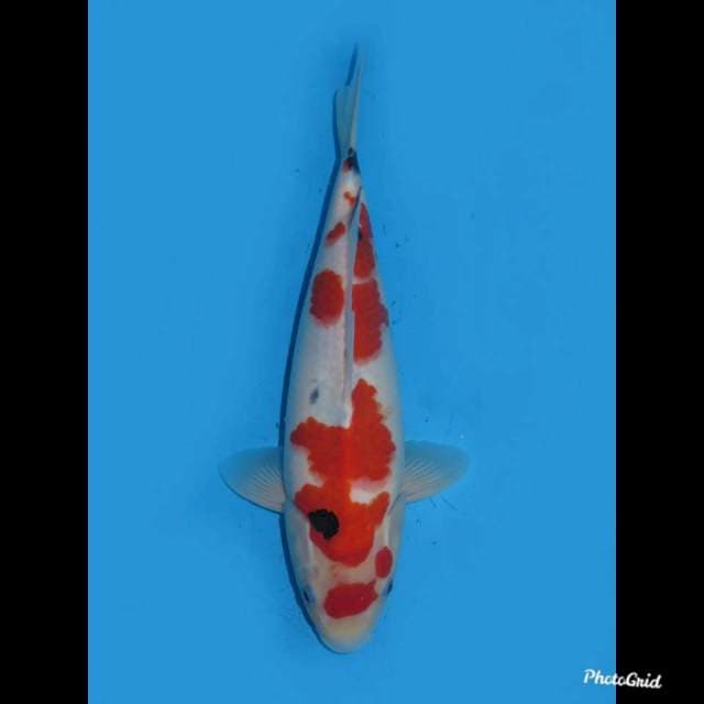 32cm , Sanke Jantan Sakura