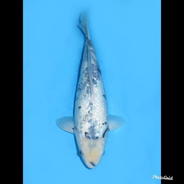 40cm ,, Betina , Matsukawabake