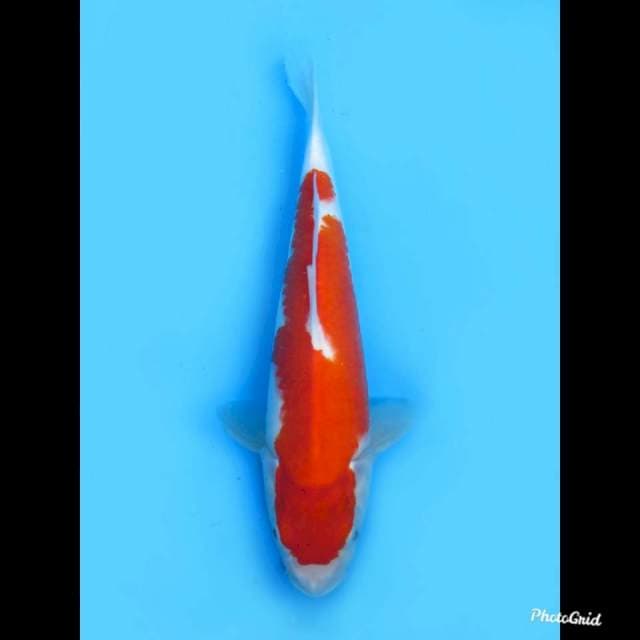 33cm ,No Bocor , Omoyo Kohaku Jantan