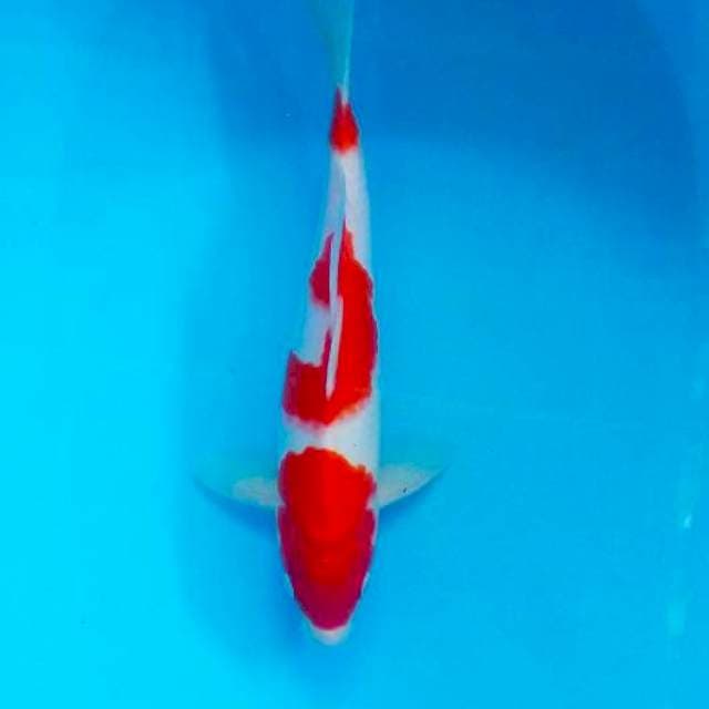 kohaku male 35
