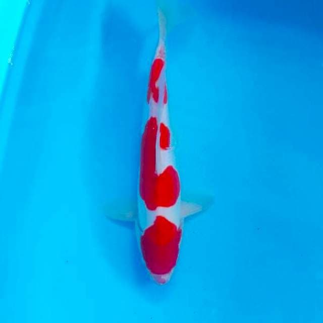doitsu murni male 31cm