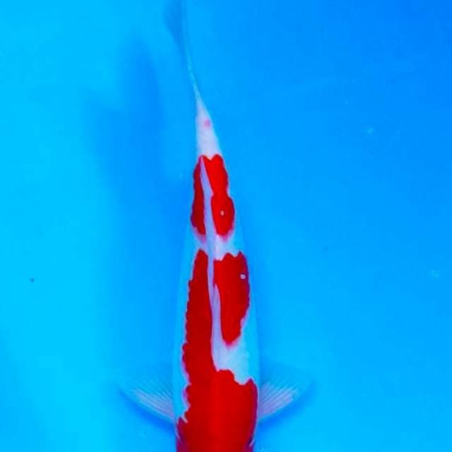 kohaku male 40cm